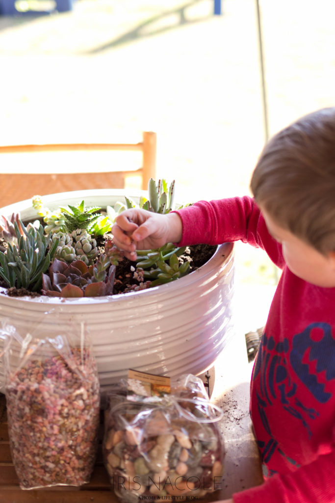 Succulent Garden-The Perfect Family Project!-IrisNacole.com