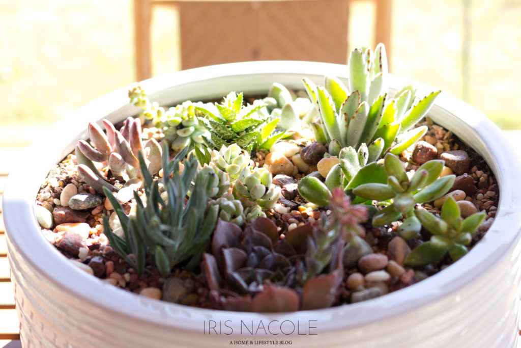 Succulent Garden-The Perfect Family Project!-IrisNacole.com