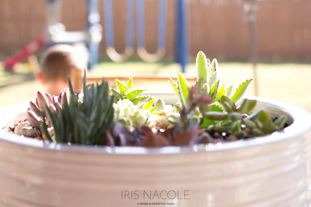 Succulent Garden-The Perfect Family Project!-IrisNacole.com