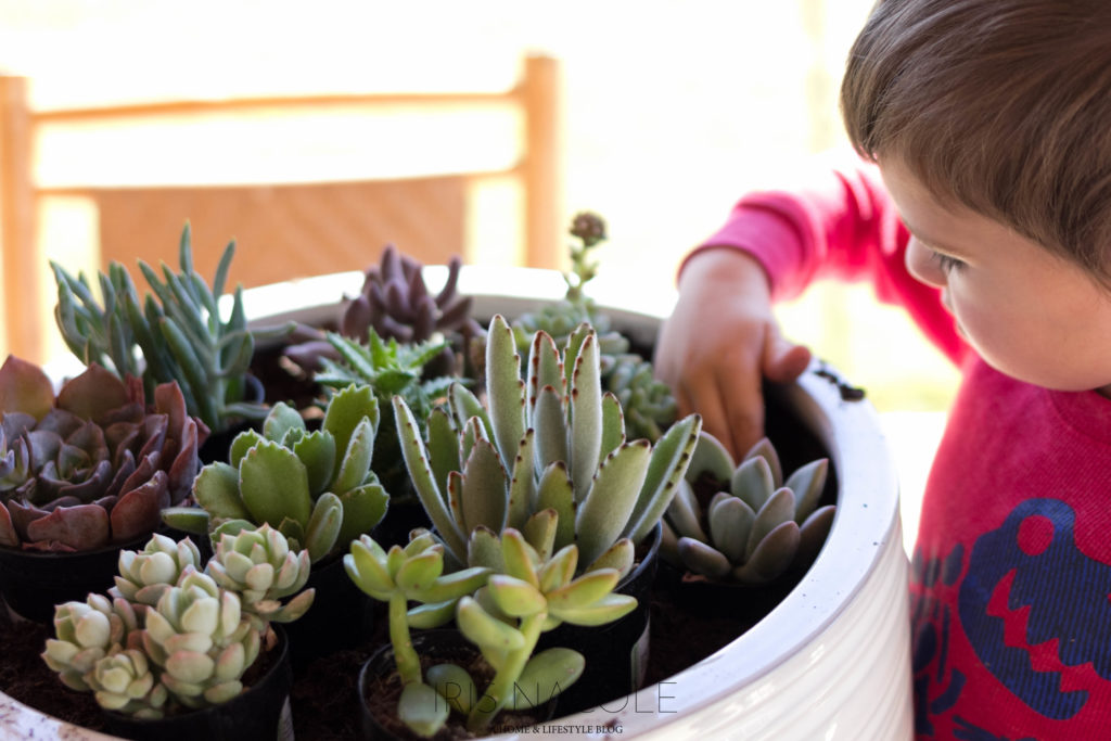Succulent Garden-The Perfect Family Project!-IrisNacole.com