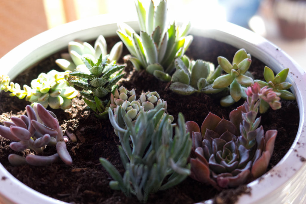 Succulent Garden-The Perfect Family Project!-IrisNacole.com