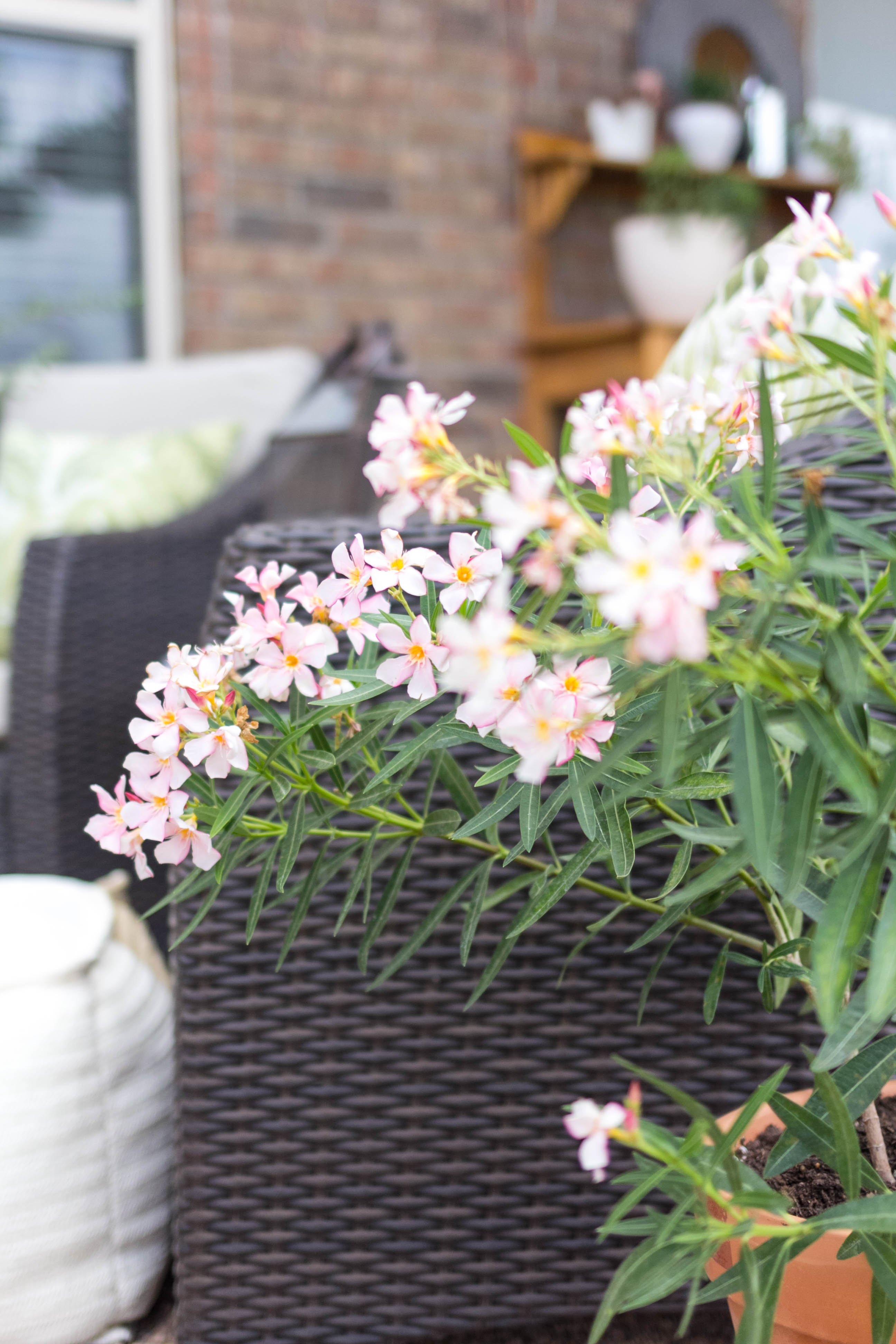 Outdoor Patio Plants