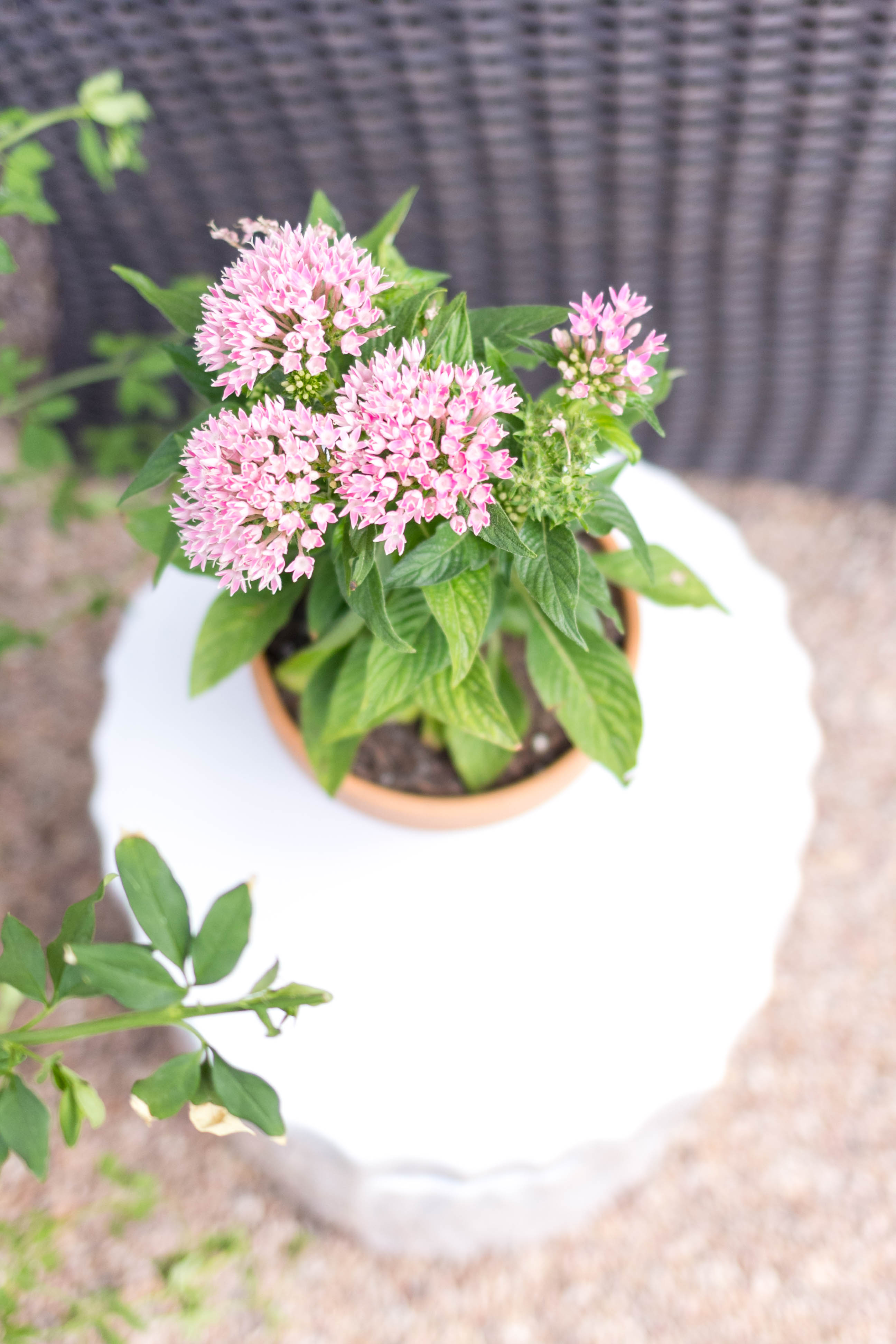 Decorating with Plants Outdoor Patio