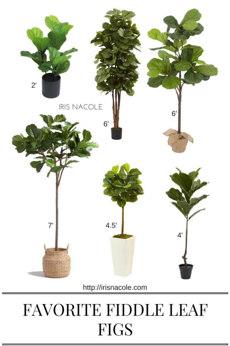 Favorite Faux Fiddle Leaf Figs | Iris Nacole