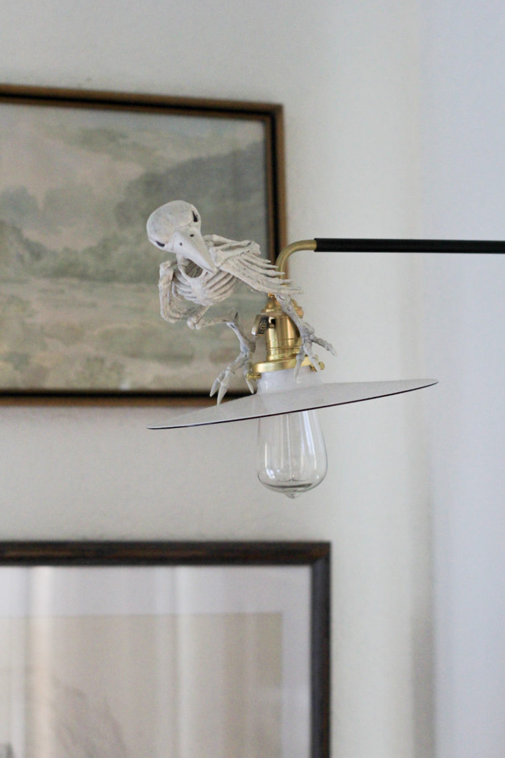Bird Skeleton perched on a light.