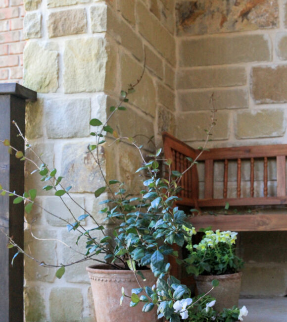 Porch Refresh Terracotta planters, climbing plants.
